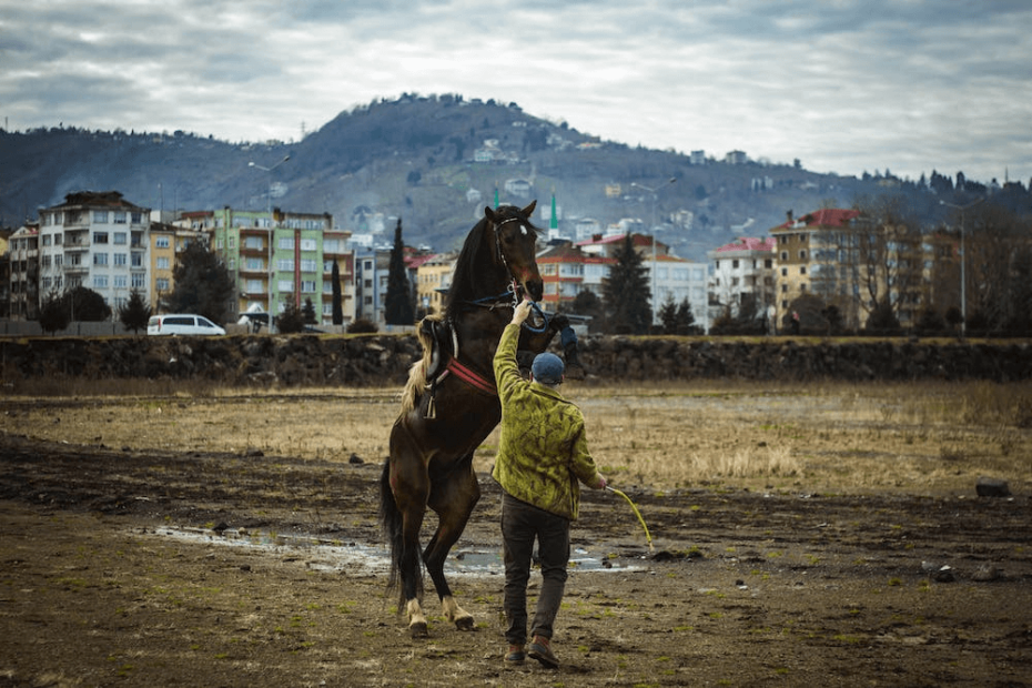 Trainer Jeffrey Englehart says they've got the wrong guy