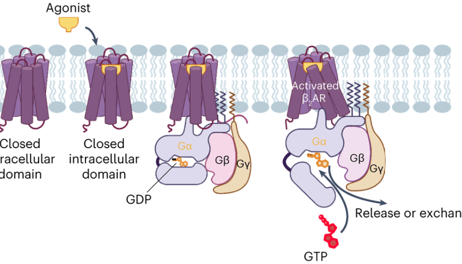 how beta-2 agonists work