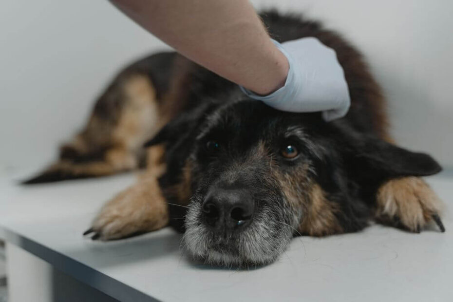 clenbuterol in veterinary medicine